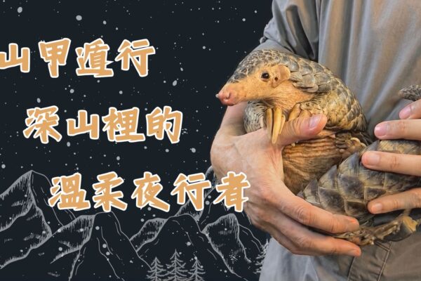 山甲遁行 深山裡的溫柔夜行者