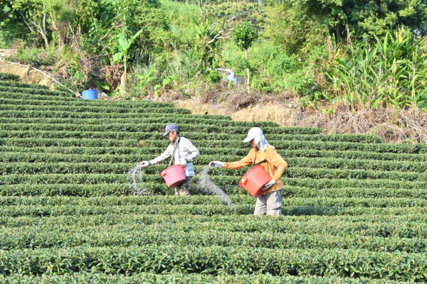 曾弘毅製茶數位行銷 傳產轉型續四代茶香
